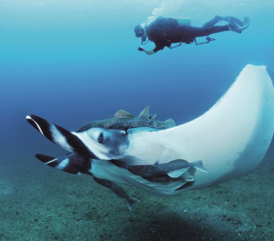 2. Andrea with giant manta - Jose Alejandro Alvarez