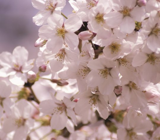 Emily Seares - The Peninsula Tokyo - Cherry Blossom General Image Emily Seares - The Peninsula Tokyo - Cherry Blossom General Image