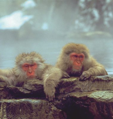 Emily Seares - snow monkey yudanaka credit JNTO Emily Seares - snow monkey yudanaka credit JNTO