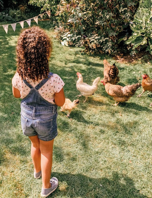 Feeding the chickens