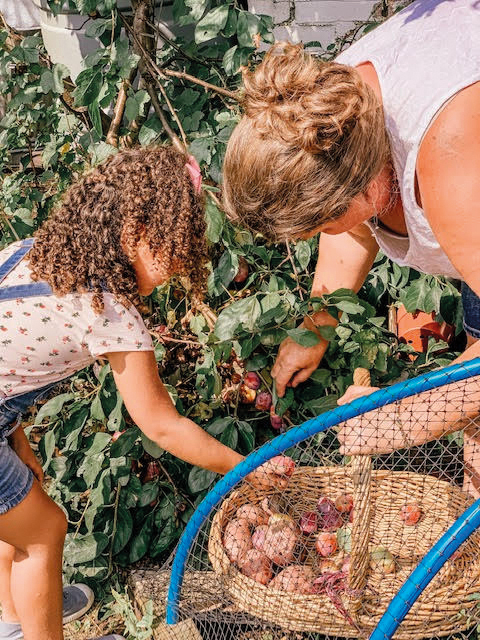 Picking Plums