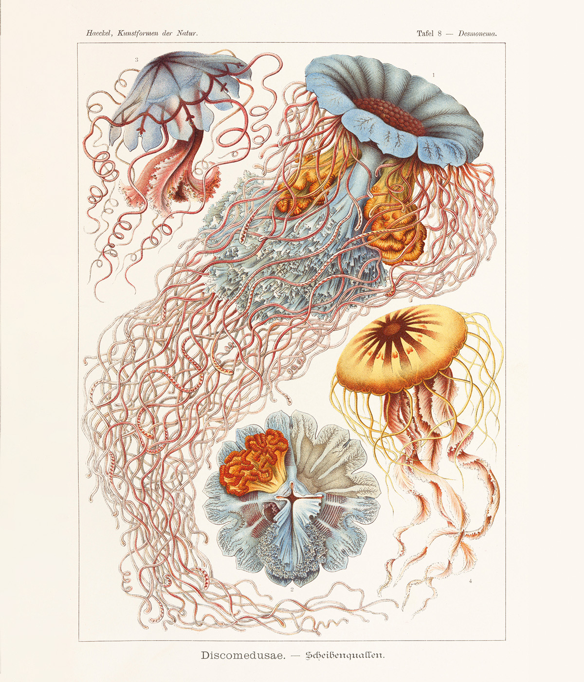 xl_haeckel_p539 2